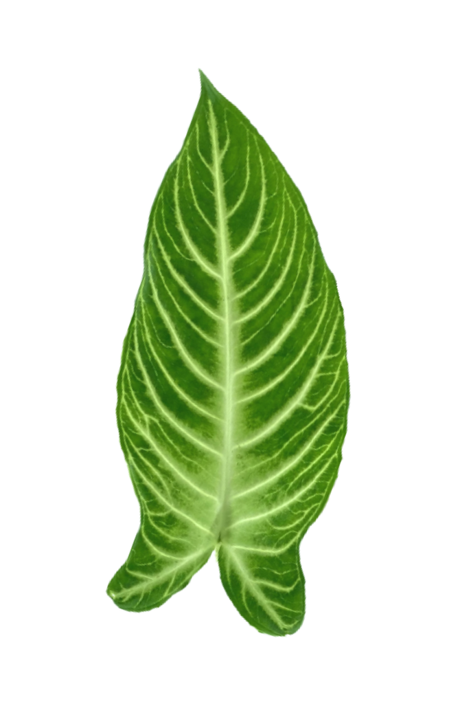 Caladium lindenii 'Magnificum' (Phyllotaenium ou Xanthosoma)