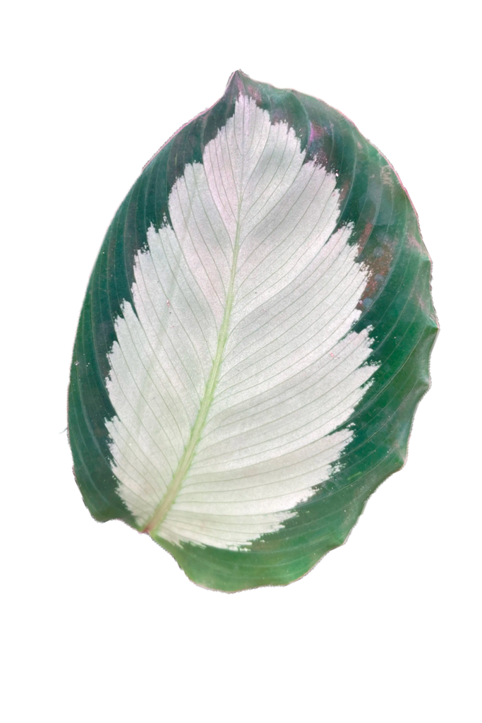 Calathea picturata (Plante Paon)